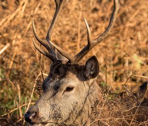 Preview wallpaper deer, horns, profile