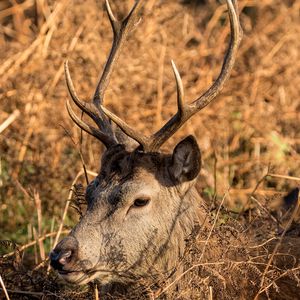 Preview wallpaper deer, horns, profile