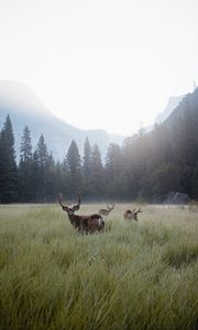 Preview wallpaper deer, lawn, forest, fog, mountains, wildlife