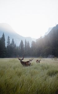 Preview wallpaper deer, lawn, forest, fog, mountains, wildlife