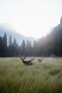 Preview wallpaper deer, lawn, forest, fog, mountains, wildlife