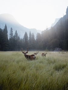 Preview wallpaper deer, lawn, forest, fog, mountains, wildlife