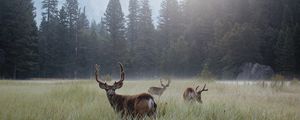 Preview wallpaper deer, lawn, forest, fog, mountains, wildlife