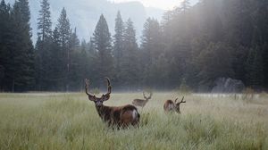 Preview wallpaper deer, lawn, forest, fog, mountains, wildlife