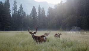 Preview wallpaper deer, lawn, forest, fog, mountains, wildlife