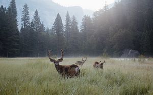 Preview wallpaper deer, lawn, forest, fog, mountains, wildlife