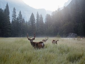 Preview wallpaper deer, lawn, forest, fog, mountains, wildlife