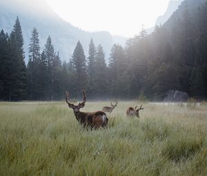 Preview wallpaper deer, lawn, forest, fog, mountains, wildlife