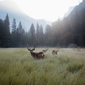 Preview wallpaper deer, lawn, forest, fog, mountains, wildlife