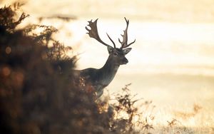 Preview wallpaper deer, light, blur, field, grass