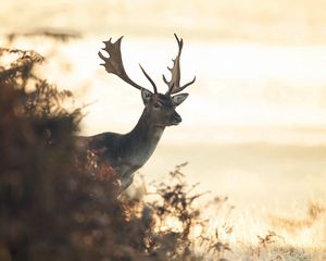 Preview wallpaper deer, light, blur, field, grass