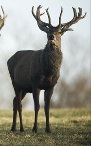 Preview wallpaper deer, lots, grass, walk, flock