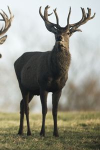 Preview wallpaper deer, lots, grass, walk, flock