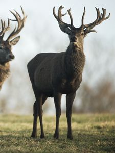 Preview wallpaper deer, lots, grass, walk, flock