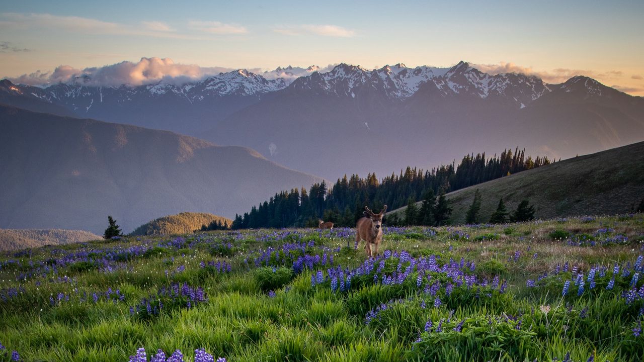 Wallpaper deer, lupins, flowers, field, mountains