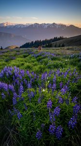 Preview wallpaper deer, lupins, flowers, field, mountains