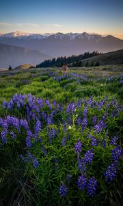 Preview wallpaper deer, lupins, flowers, field, mountains