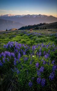 Preview wallpaper deer, lupins, flowers, field, mountains