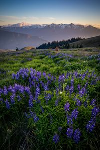 Preview wallpaper deer, lupins, flowers, field, mountains