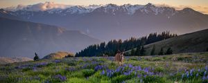 Preview wallpaper deer, lupins, flowers, field, mountains