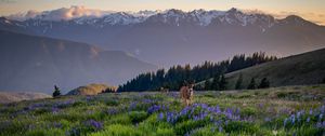 Preview wallpaper deer, lupins, flowers, field, mountains