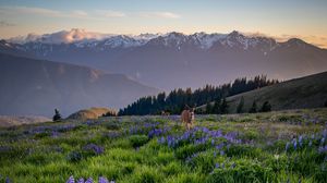 Preview wallpaper deer, lupins, flowers, field, mountains