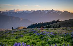 Preview wallpaper deer, lupins, flowers, field, mountains