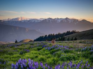 Preview wallpaper deer, lupins, flowers, field, mountains