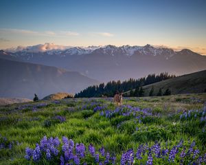 Preview wallpaper deer, lupins, flowers, field, mountains