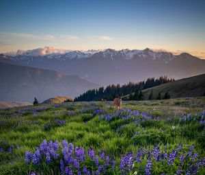 Preview wallpaper deer, lupins, flowers, field, mountains