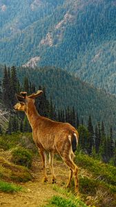 Preview wallpaper deer, mountain, forest, trees, grass