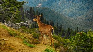 Preview wallpaper deer, mountain, forest, trees, grass