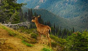 Preview wallpaper deer, mountain, forest, trees, grass