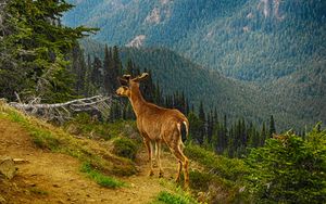 Preview wallpaper deer, mountain, forest, trees, grass