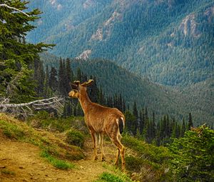 Preview wallpaper deer, mountain, forest, trees, grass