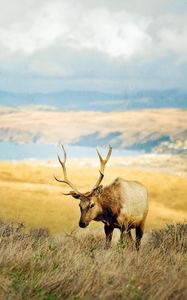 Preview wallpaper deer, mountains, grass, blurring