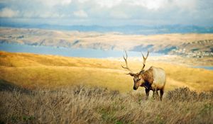 Preview wallpaper deer, mountains, grass, blurring