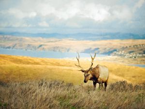 Preview wallpaper deer, mountains, grass, blurring