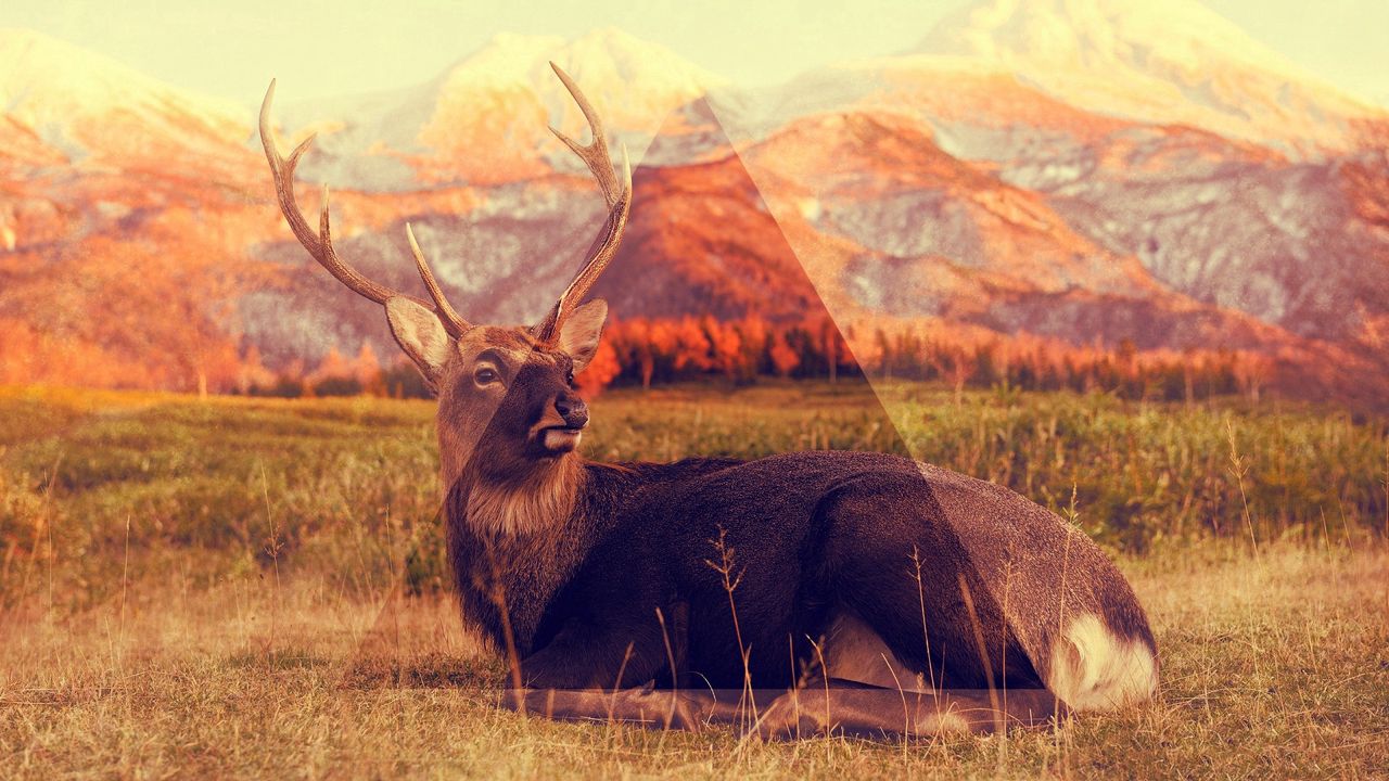 Wallpaper deer, mountains, lying, grass, triangle