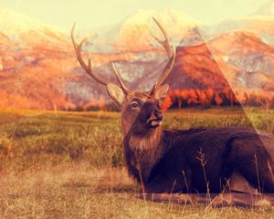 Preview wallpaper deer, mountains, lying, grass, triangle