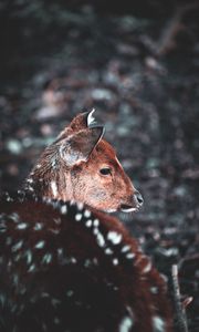 Preview wallpaper deer, muzzle, blur, wildlife