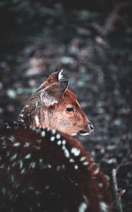 Preview wallpaper deer, muzzle, blur, wildlife