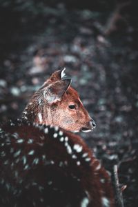 Preview wallpaper deer, muzzle, blur, wildlife