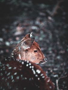 Preview wallpaper deer, muzzle, blur, wildlife
