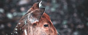 Preview wallpaper deer, muzzle, blur, wildlife