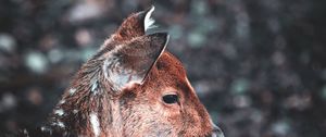 Preview wallpaper deer, muzzle, blur, wildlife