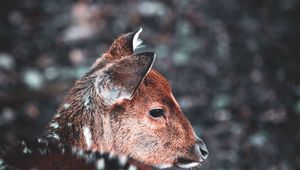 Preview wallpaper deer, muzzle, blur, wildlife