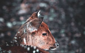 Preview wallpaper deer, muzzle, blur, wildlife