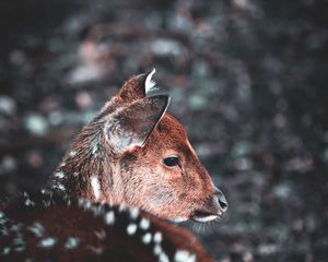Preview wallpaper deer, muzzle, blur, wildlife