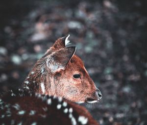 Preview wallpaper deer, muzzle, blur, wildlife